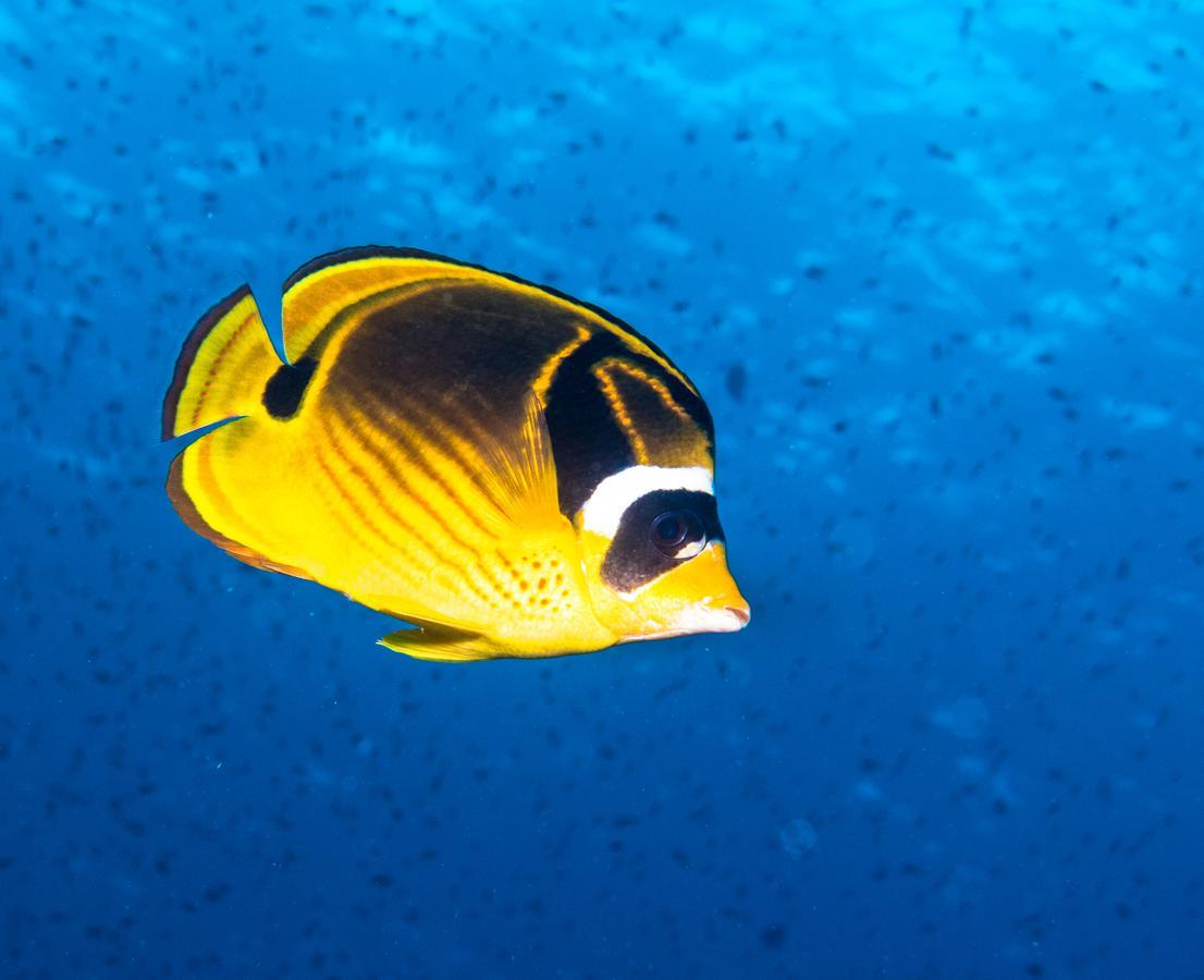Gecko Nature Lodge Home Of Swahili Divers The Best Dive Center And Famous Gecko Restaurant Verani Extérieur photo