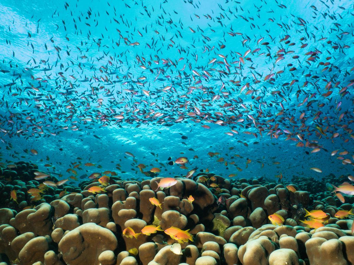 Gecko Nature Lodge Home Of Swahili Divers The Best Dive Center And Famous Gecko Restaurant Verani Extérieur photo