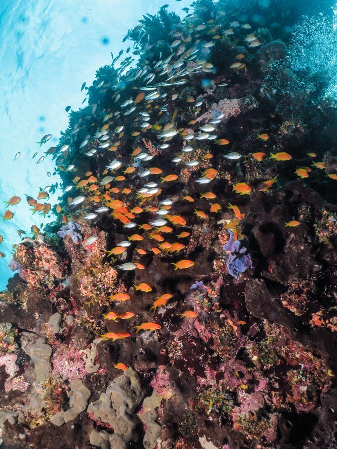 Gecko Nature Lodge Home Of Swahili Divers The Best Dive Center And Famous Gecko Restaurant Verani Extérieur photo