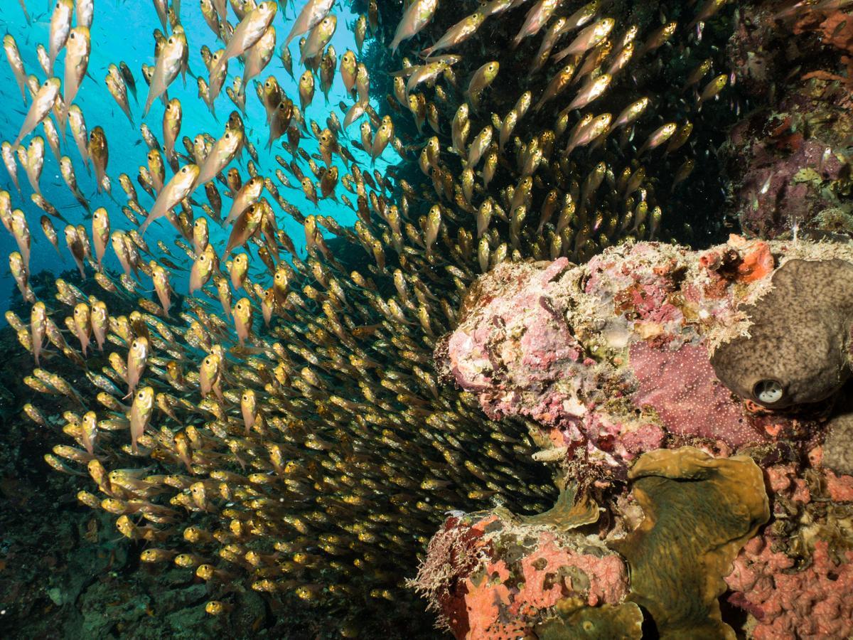 Gecko Nature Lodge Home Of Swahili Divers The Best Dive Center And Famous Gecko Restaurant Verani Extérieur photo