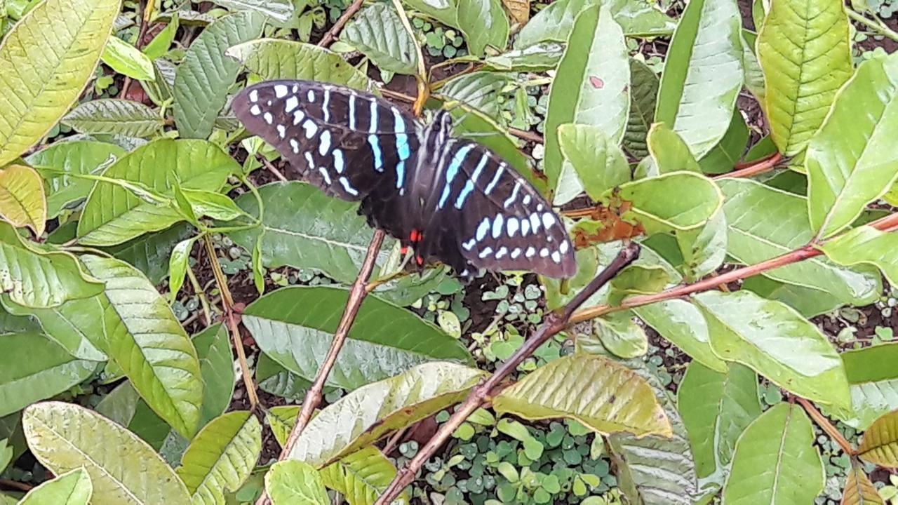 Gecko Nature Lodge Home Of Swahili Divers The Best Dive Center And Famous Gecko Restaurant Verani Extérieur photo