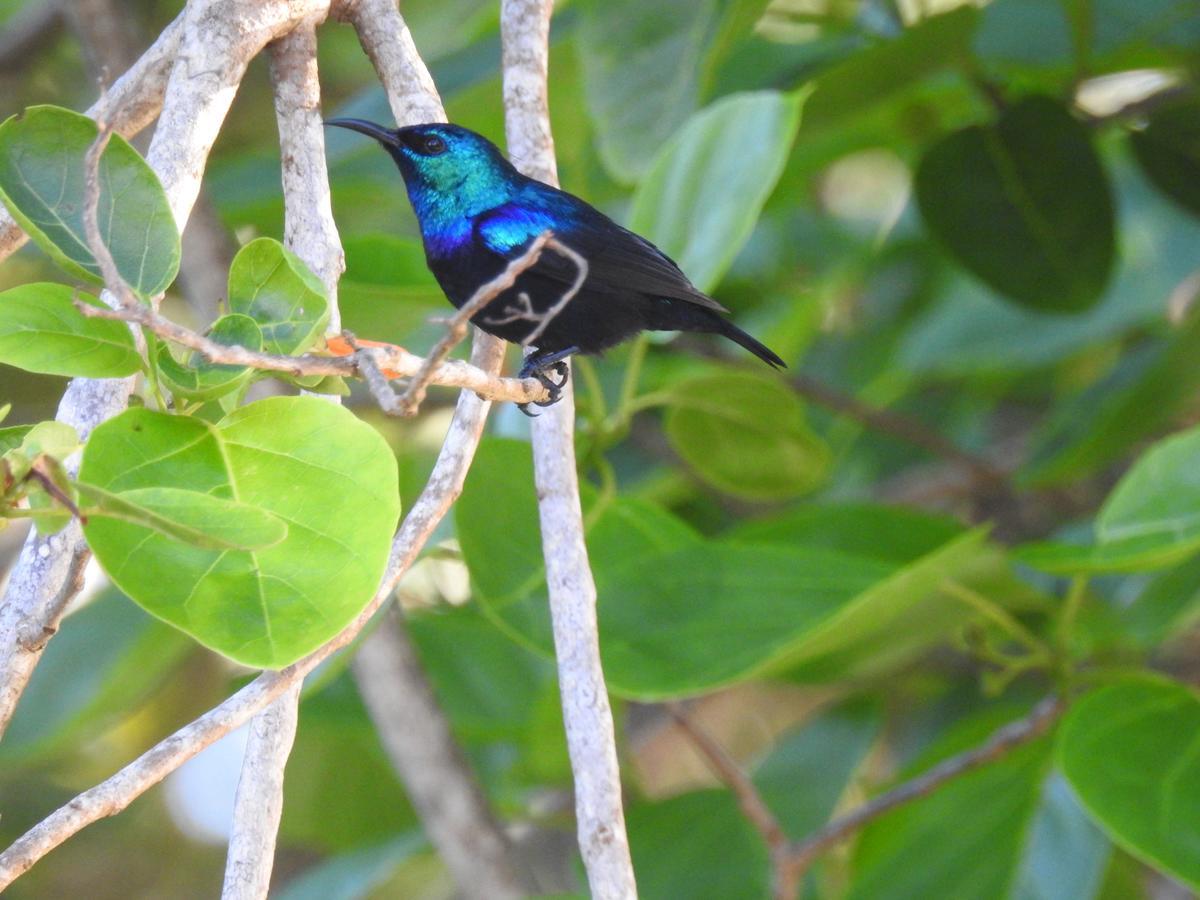 Gecko Nature Lodge Home Of Swahili Divers The Best Dive Center And Famous Gecko Restaurant Verani Extérieur photo