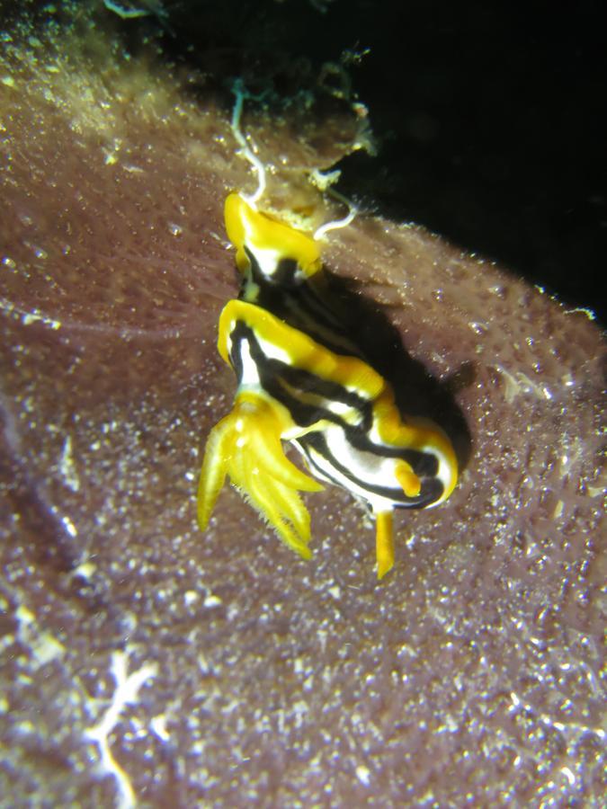 Gecko Nature Lodge Home Of Swahili Divers The Best Dive Center And Famous Gecko Restaurant Verani Extérieur photo