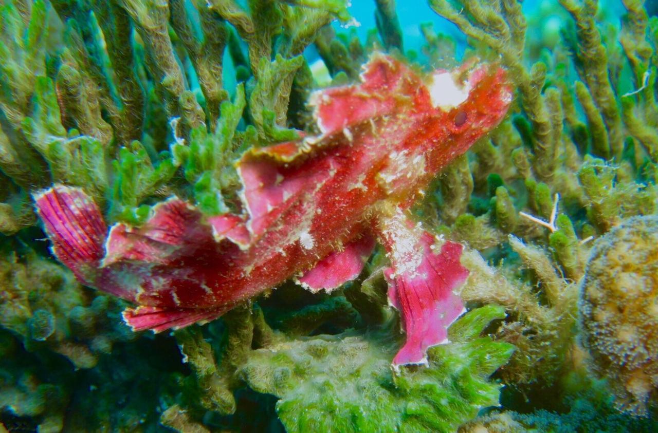 Gecko Nature Lodge Home Of Swahili Divers The Best Dive Center And Famous Gecko Restaurant Verani Extérieur photo