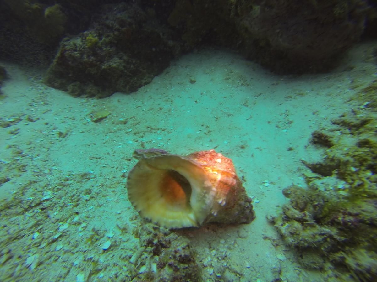 Gecko Nature Lodge Home Of Swahili Divers The Best Dive Center And Famous Gecko Restaurant Verani Extérieur photo